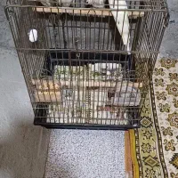 دو جفت عروس هلندی