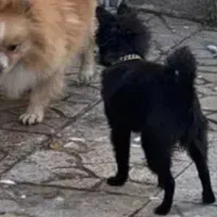 واگذاری پامر پیکینیز شیتزو|سگ|خرم‌آباد, |دیوار