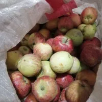سیب پاریز مناسب سرکه یا ابگیری