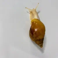 حلزون برای صورت