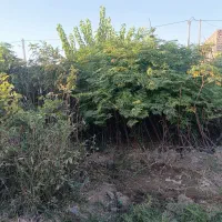 نهال زیتون تلخ گردو گلابی موندراپ