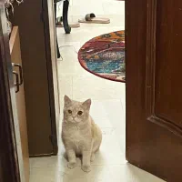 گمشده در نارمک|حیوانات|تهران, نارمک|دیوار