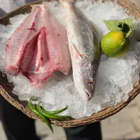 دریادل  شاپ بوشهر