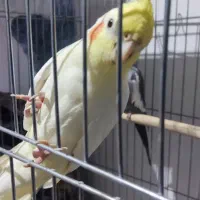 عروس هلندی بالغ