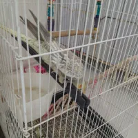 عروس هلندی ماده با قفس|پرنده|قدس, شهر‌قدس|دیوار