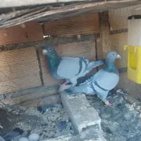 دوجفت نروماده ارازل
