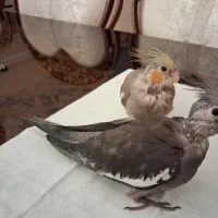 جوجه عروس هلندی ۳۵ روزه