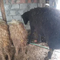 قوچ موفر...|حیوانات مزرعه|مریوان, |دیوار