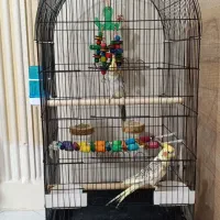 فروش فوری|پرنده|تهران, اسفندیاری|دیوار