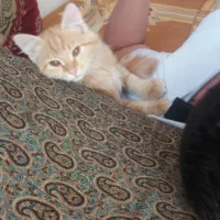 گربه خانگی رایگان نیست|گربه|یزد, |دیوار