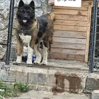 فروش سگ|سگ|لاهیجان, طالقانی|دیوار