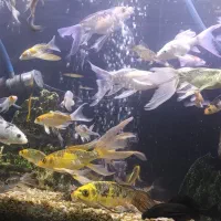 ماهی کوی|ماهی|قم, علی آباد سعدگان|دیوار