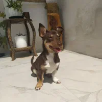 نژاد کوچیک 7ماهه