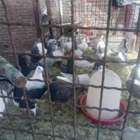 کبوتر فروشی