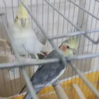 عروس هلندی مولد همراه قفس ولونه|پرنده|آبدانان, |دیوار