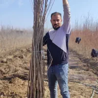 نهال/نگران/بادام/گردو