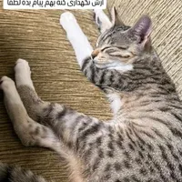 بچه گربه ۳ ماهه ماده