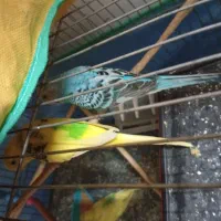 مرغ عشق یک جفت|پرنده|الیگودرز, |دیوار