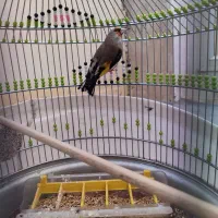 سهره نر ریزه خوان