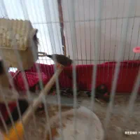 فنچ تخم گذار