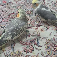 گمشده