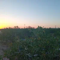 باغ فروشی4ساعت آب مدار24|فروش زمین و ملک کلنگی|مه ولات, |دیوار