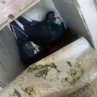 دوجفت پلنگ خوشگل|پرنده|کرمان, |دیوار