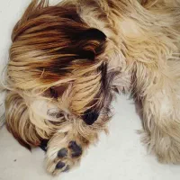 شیتزو میکس ۷ ماهه باهوش فروشی