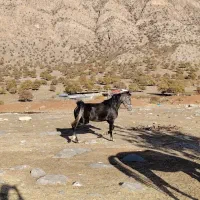 مادیان|اسب و تجهیزات اسب‌سواری|چگنی, |دیوار