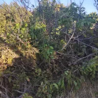 سمپاشی وهرس درختها وگولهاوسمپاشی خانهایمسکونیوت|خدمات باغبانی و درختکاری|سبزوار, توحیدشهر|دیوار