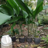 عبایی گلدانی|گل و گیاه طبیعی|بابل, |دیوار