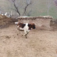 گوساله نر فقط برای کشتار