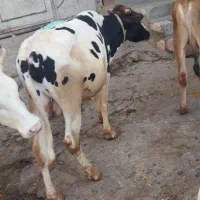 گوساله نر|حیوانات مزرعه|دالاهو, |دیوار