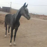 چهار عدد مادبون ودو عدد نریون عرب مدرک دار