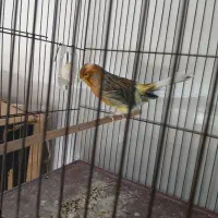 قناری کراس ترکیه‌ای