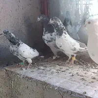 چند جفت کفتر پرشی زاغ به فروش میرسه