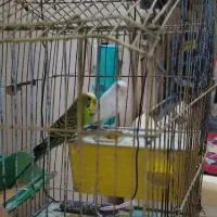مرغ عشق