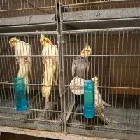 طوطی عروس|پرنده|میاندوآب, |دیوار