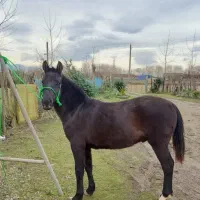 کره اسب ۲ به ۳  بومی محلی (فروش فوری)