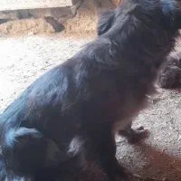 دوتا سگ خوب پا کوتاه و توله افغانی ماده