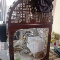 عروس هلندی|پرنده|کرمان, |دیوار