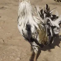 بوقلمون فیروزآباد|حیوانات مزرعه|فیروزآباد (فارس), |دیوار