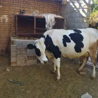 فروش گاو|حیوانات مزرعه|بلداجی, |دیوار