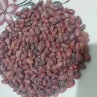 فروش لوبیا