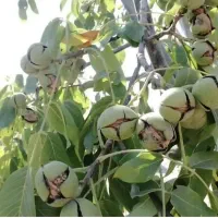 فروش و عرضه مستقیم گردوی اعلا|خوردنی و آشامیدنی|تهران, پرستار|دیوار