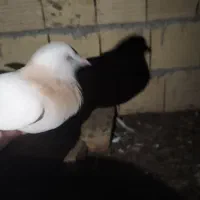 کفتر پرشی و طوقی|پرنده|یزد, |دیوار