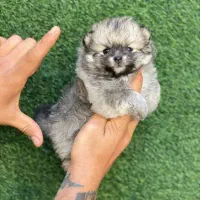 توله پامر فول کیفیت