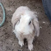 خرگوش مولد لپی هلندی اصل|موش و خرگوش|رفسنجان, |دیوار