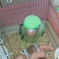 شاه طوطی ۵ماهه رام ودستی|پرنده|ایرانشهر, |دیوار