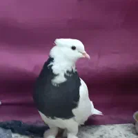 کبوتر کفتر طوقی